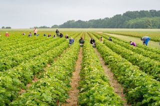 Foto: Erntehelfer auf einem Erdbeerfeld